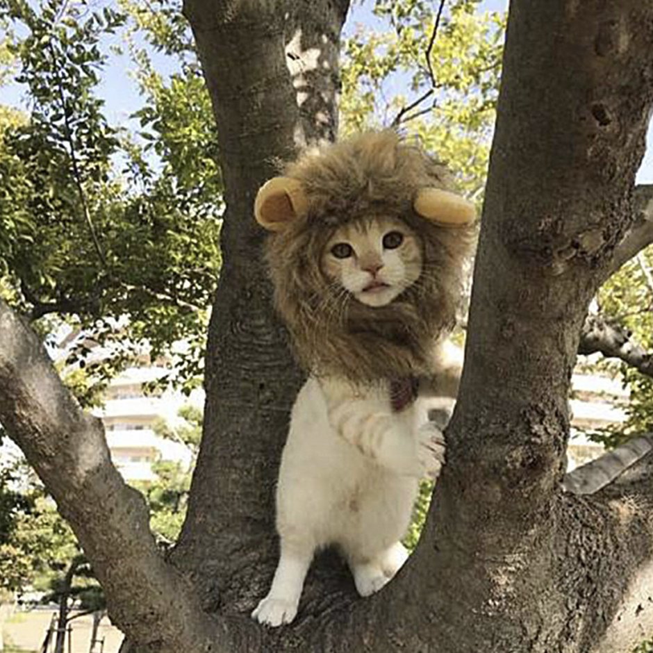 Котик в костюме Льва
