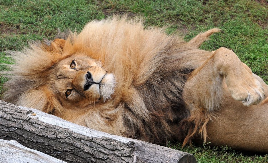 Кошка с гривой