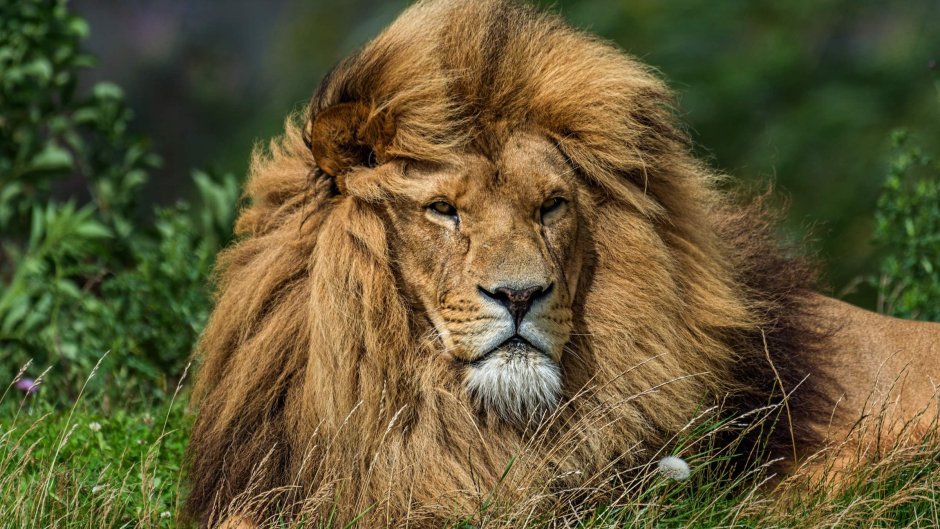 Кот Лев