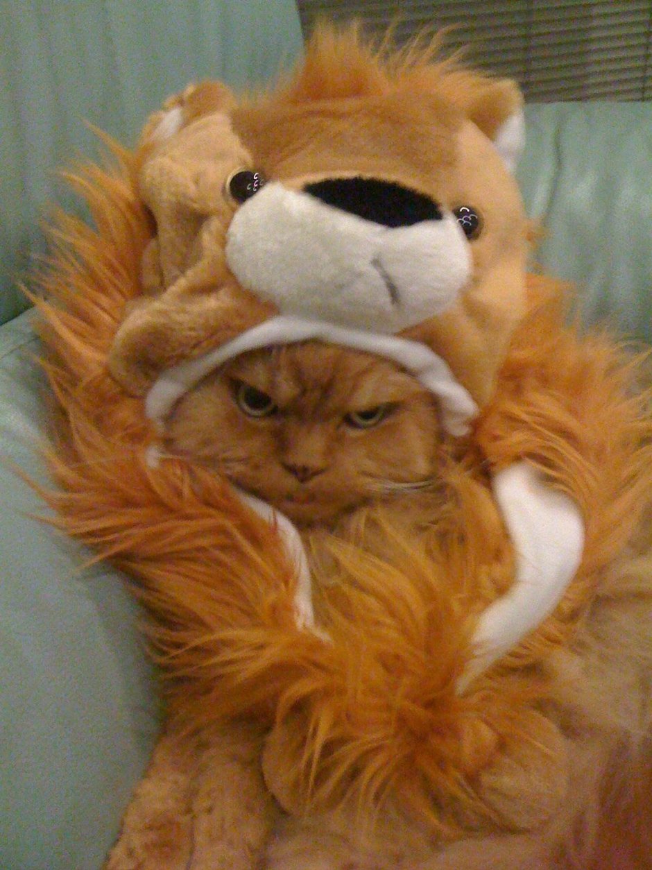 Кот в парике