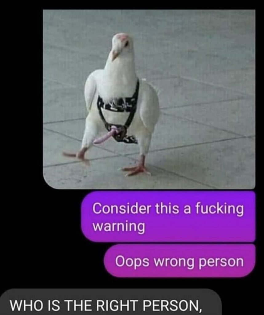 Голубь на поводке