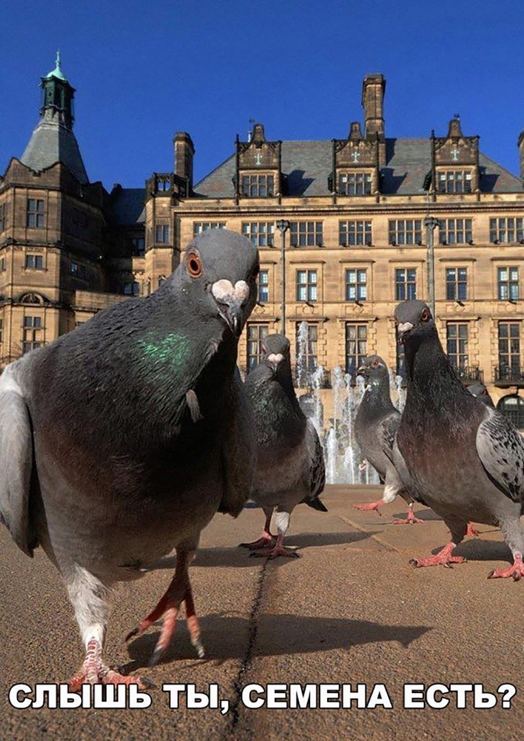 Голосовые голубь Мем