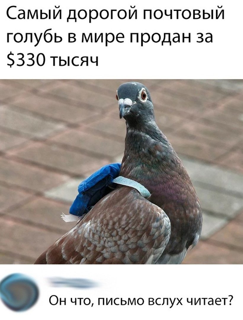 Голубь Мем