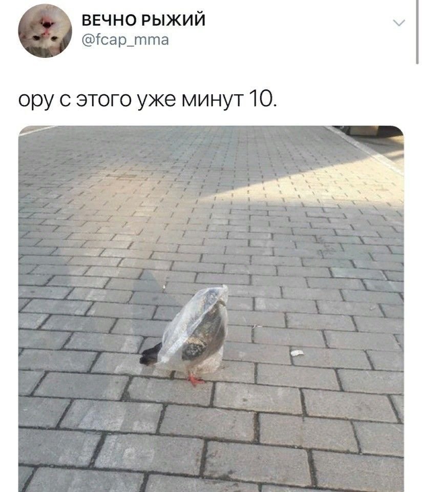 Прикольный голубь