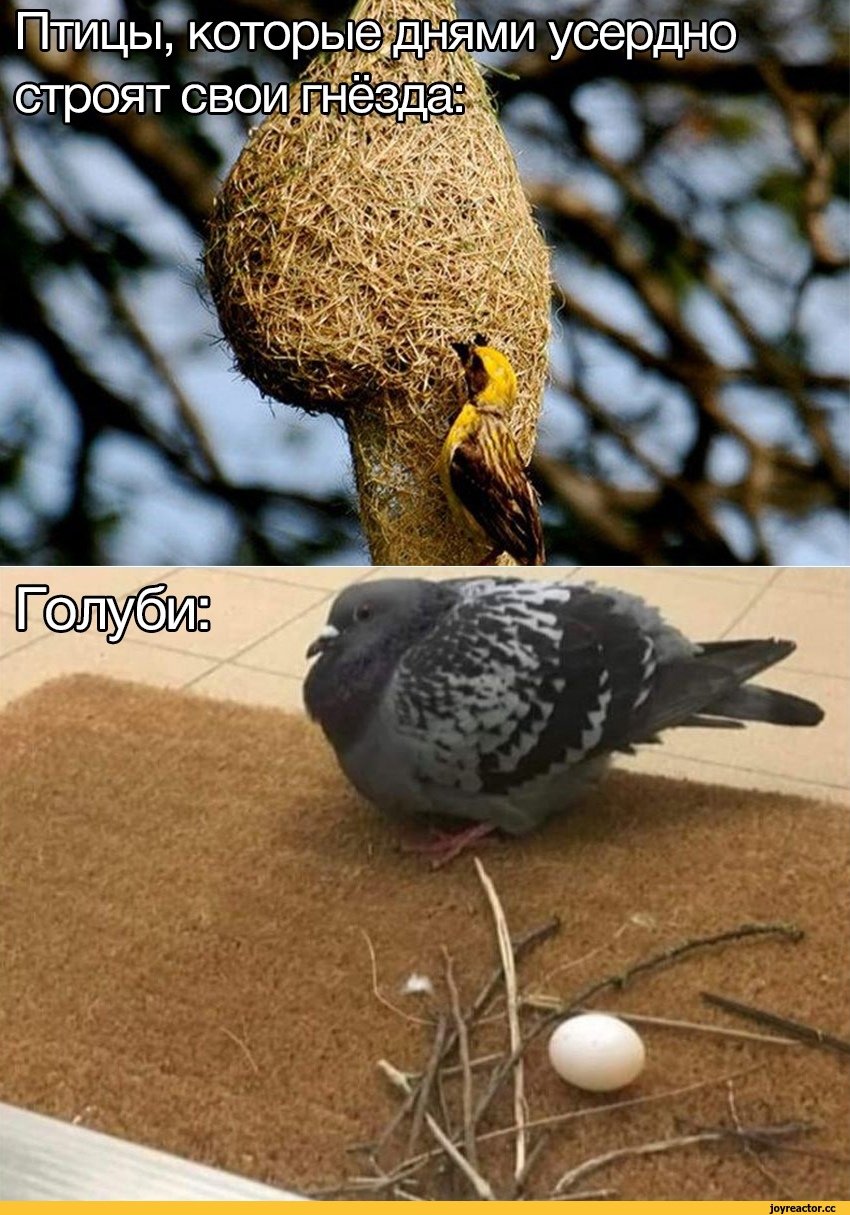 Смешной голубь