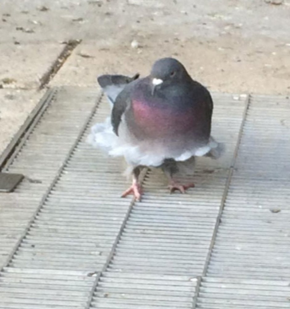 Голубь сидит