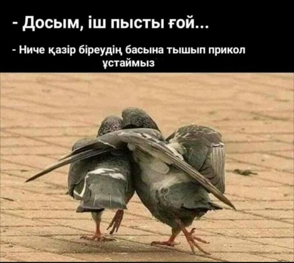 Голубиная почта