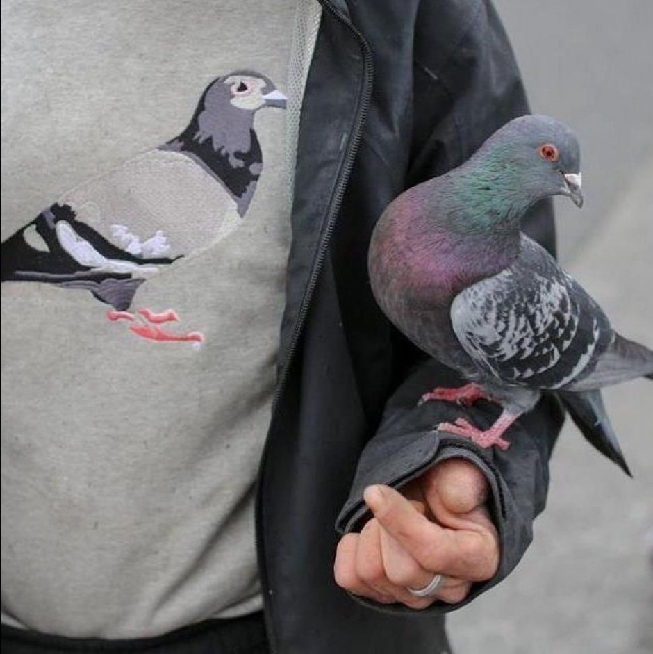 Голуби в обнимку