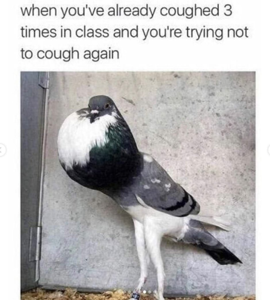 Шутки про голубей