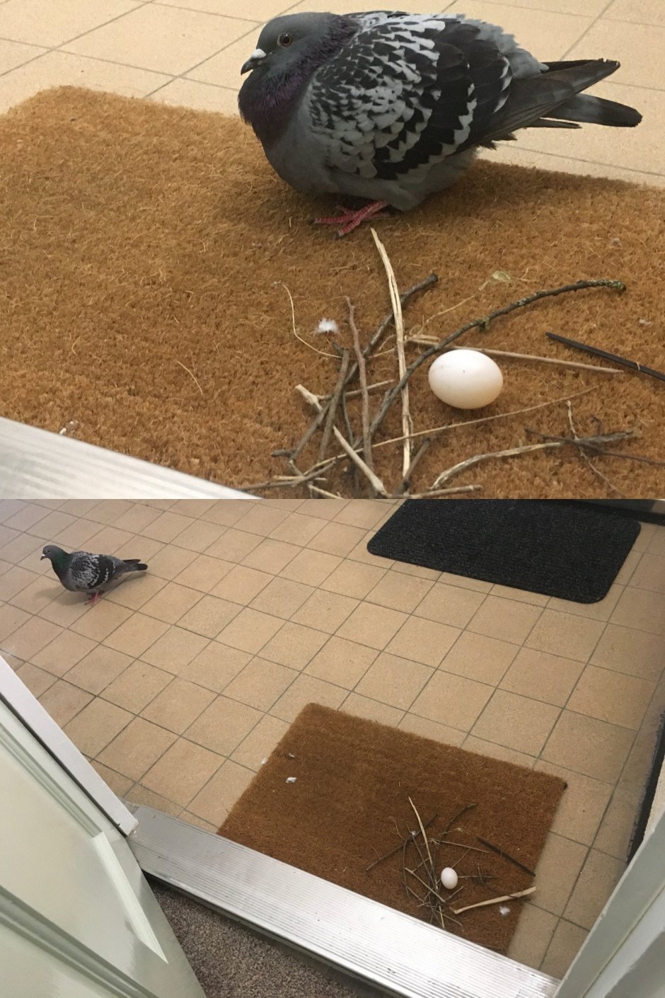 Ржачный голубь