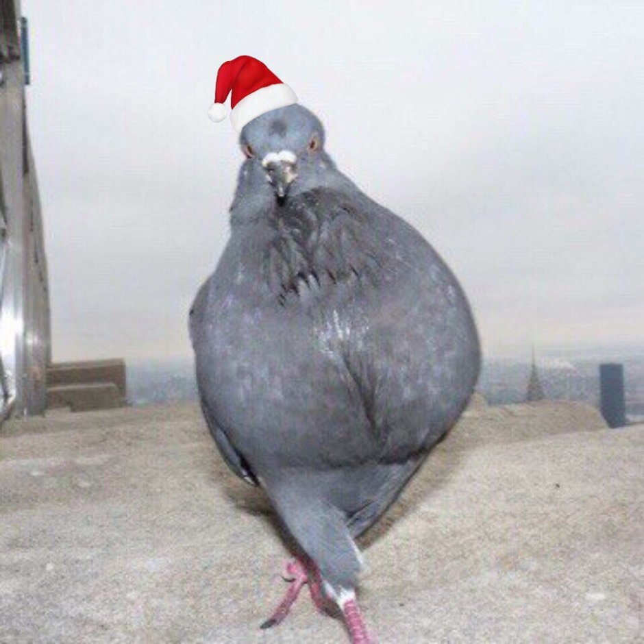 Почтовый голубь