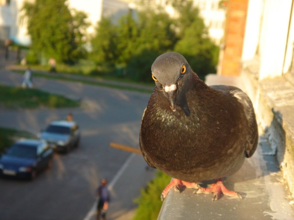 Злой голубь