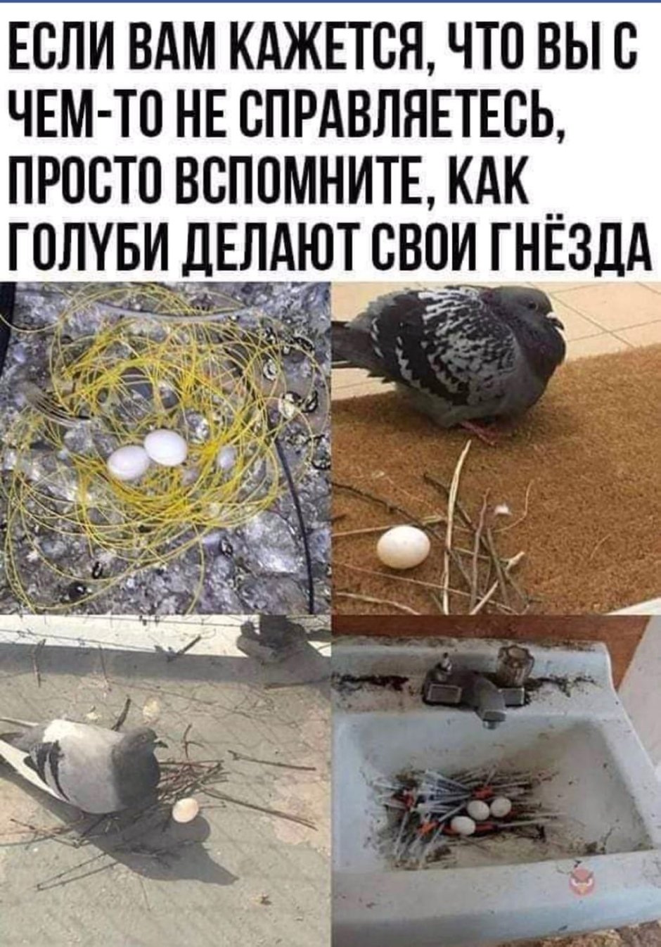 Голубь рисунок