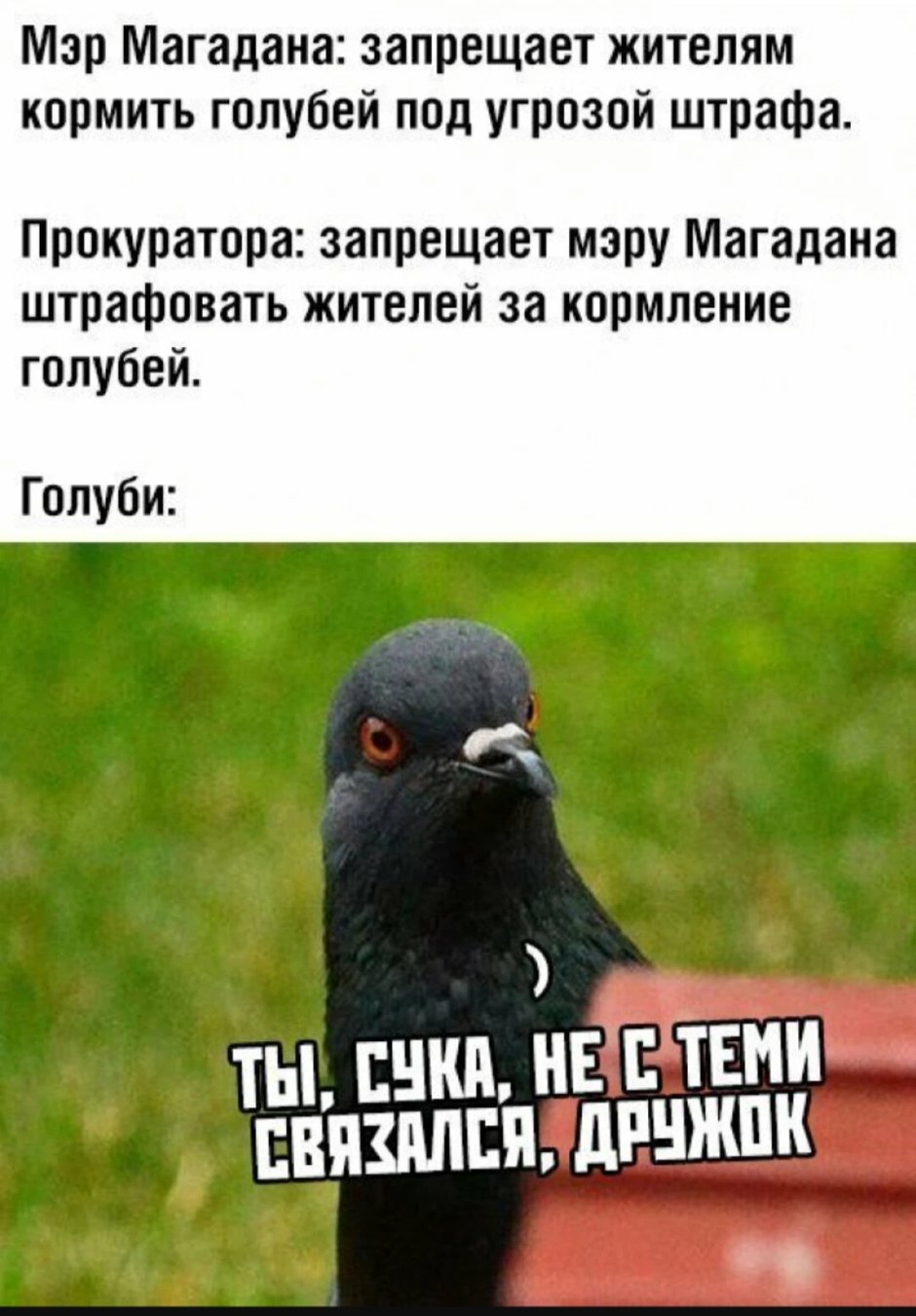 Голубь семки есть