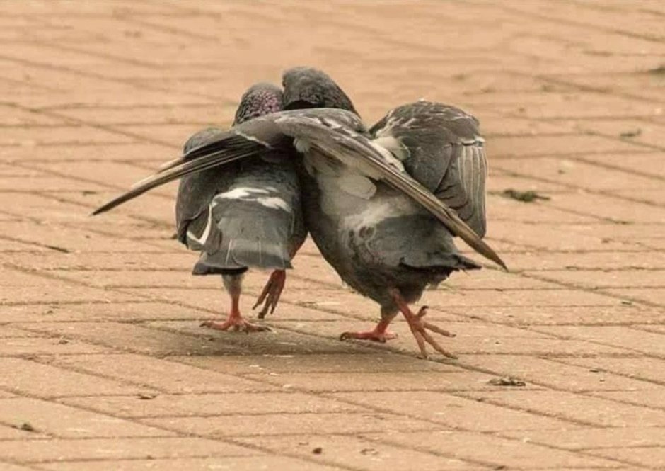 Голубь с сигаретой