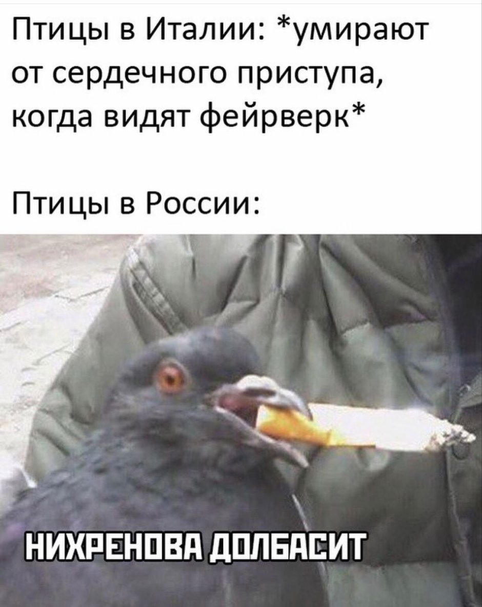 Смешной голубь