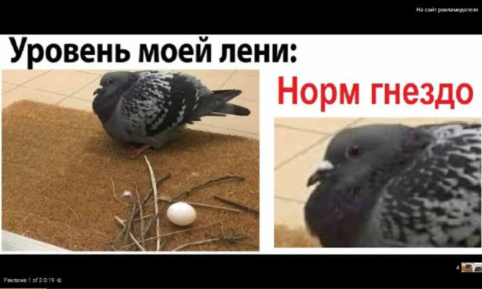 Посыльный голубь