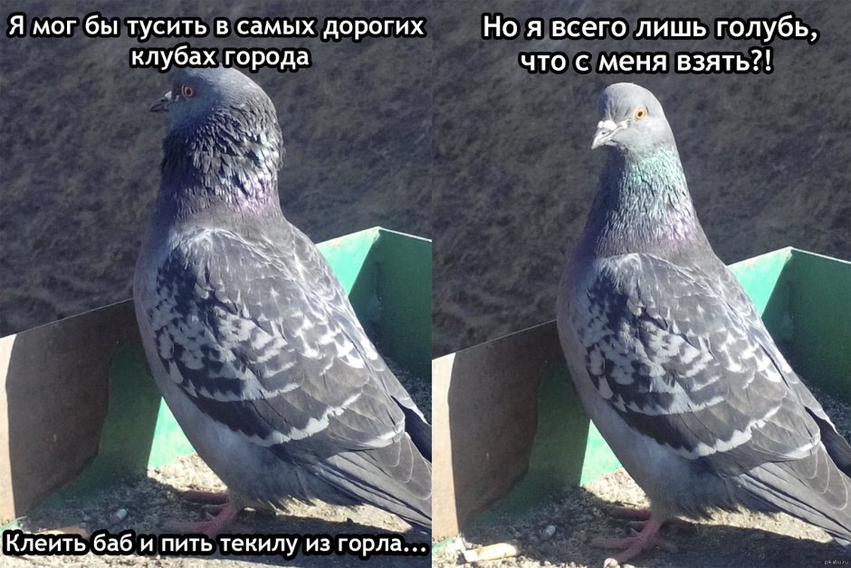 Голубь с фаллоимитатором