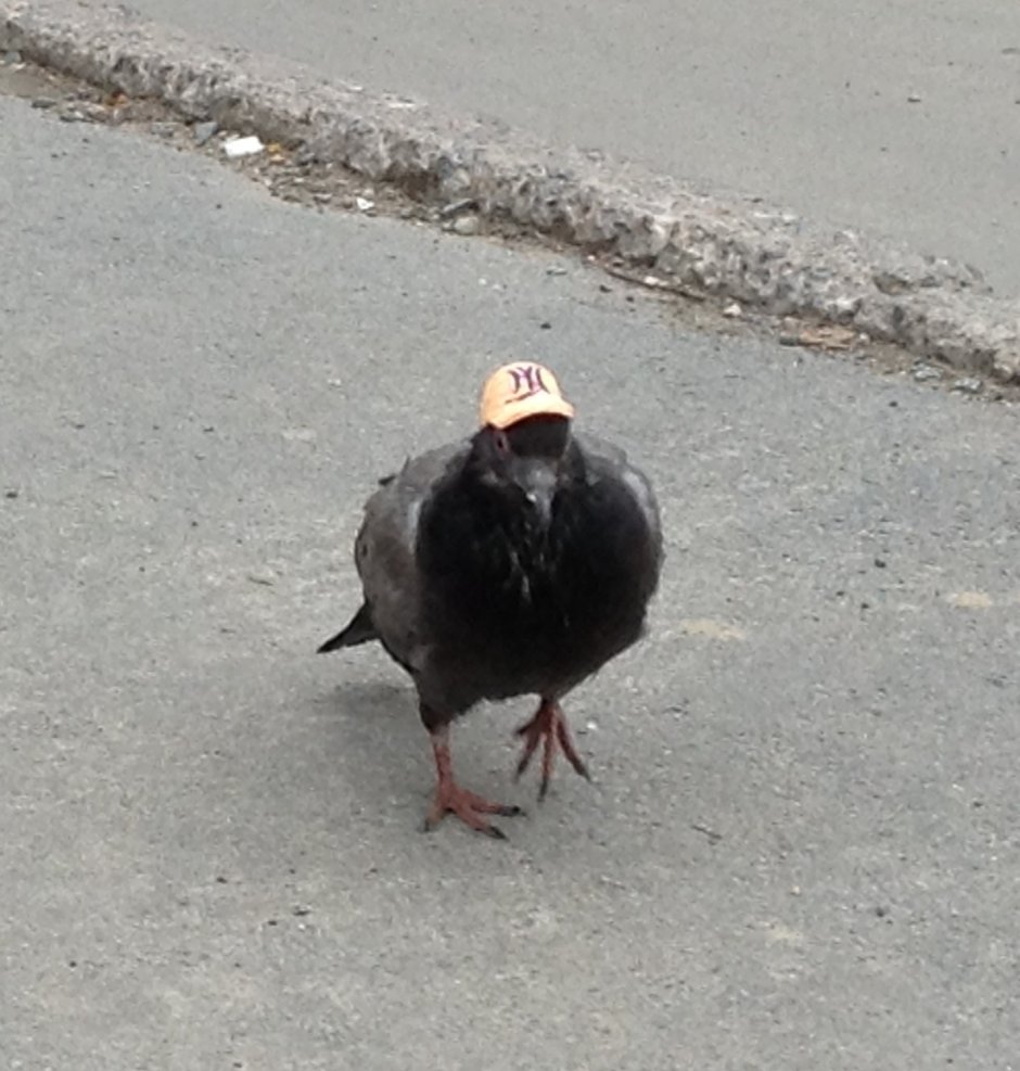 Голубь Геннадий комикс воробьи