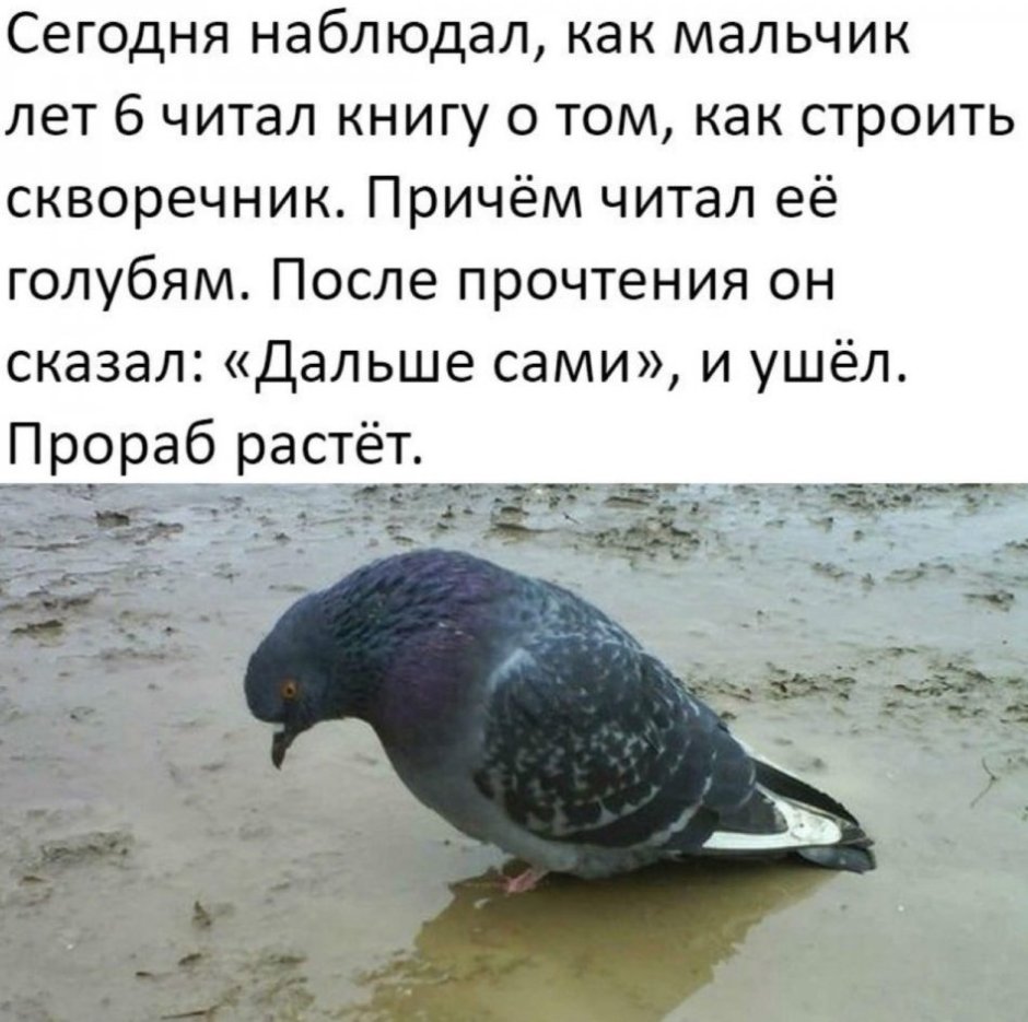 Голубь прикол