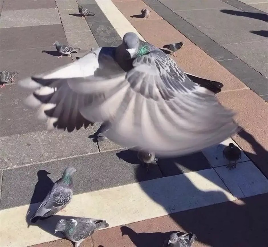 Как голуби делают гнезда