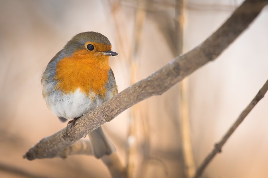 Robin Redbreast