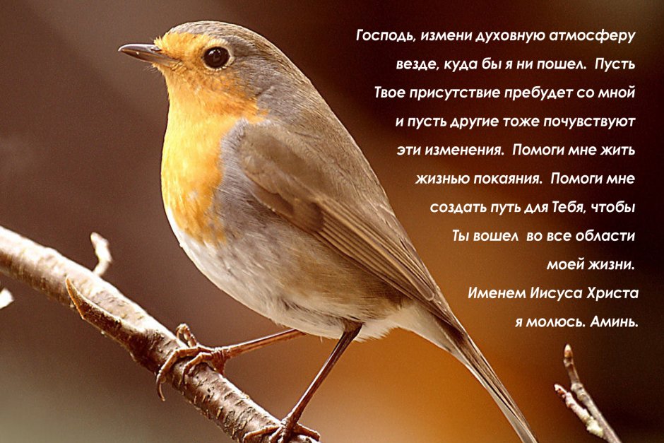 Малиновка Зарянка птичка