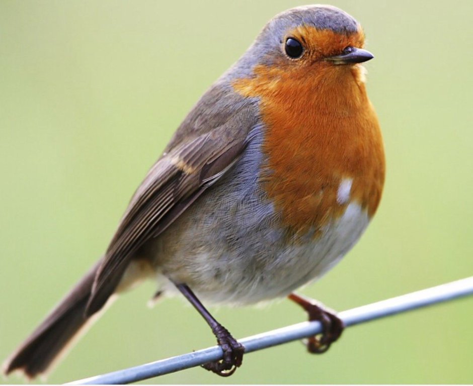 Robin Redbreast птица