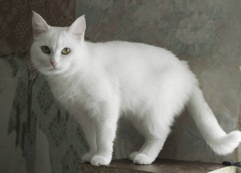 Белый гладкошерстный кот