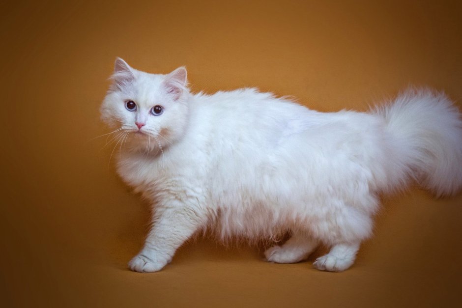 Сибирская ангора кошка белый кот