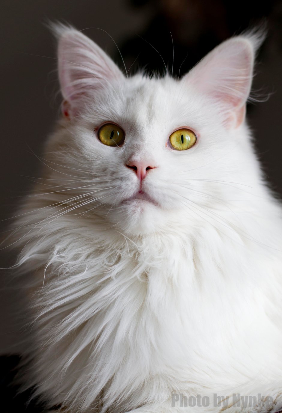 Сибирская ангорская кошка