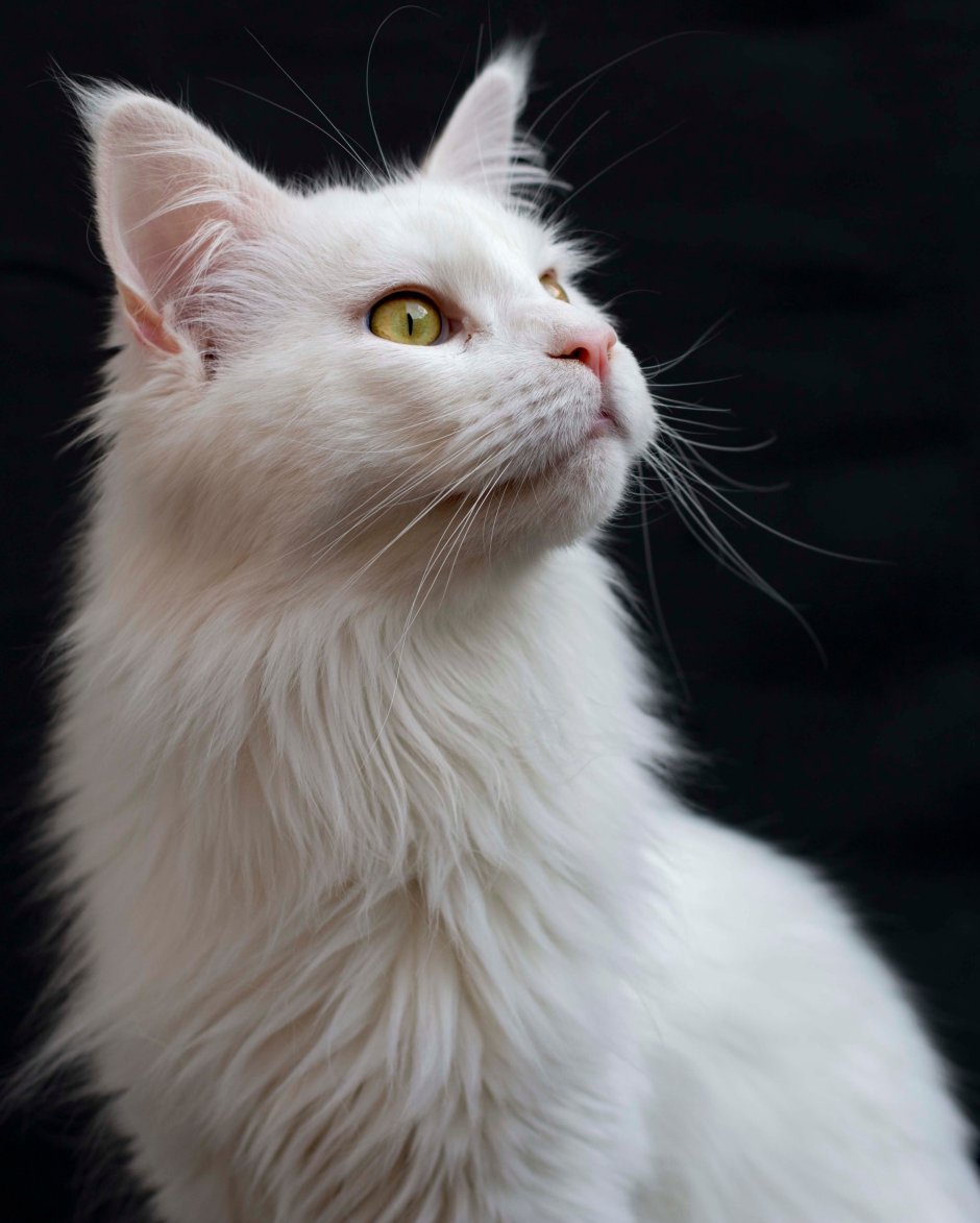 Турецкая ангорская кошка
