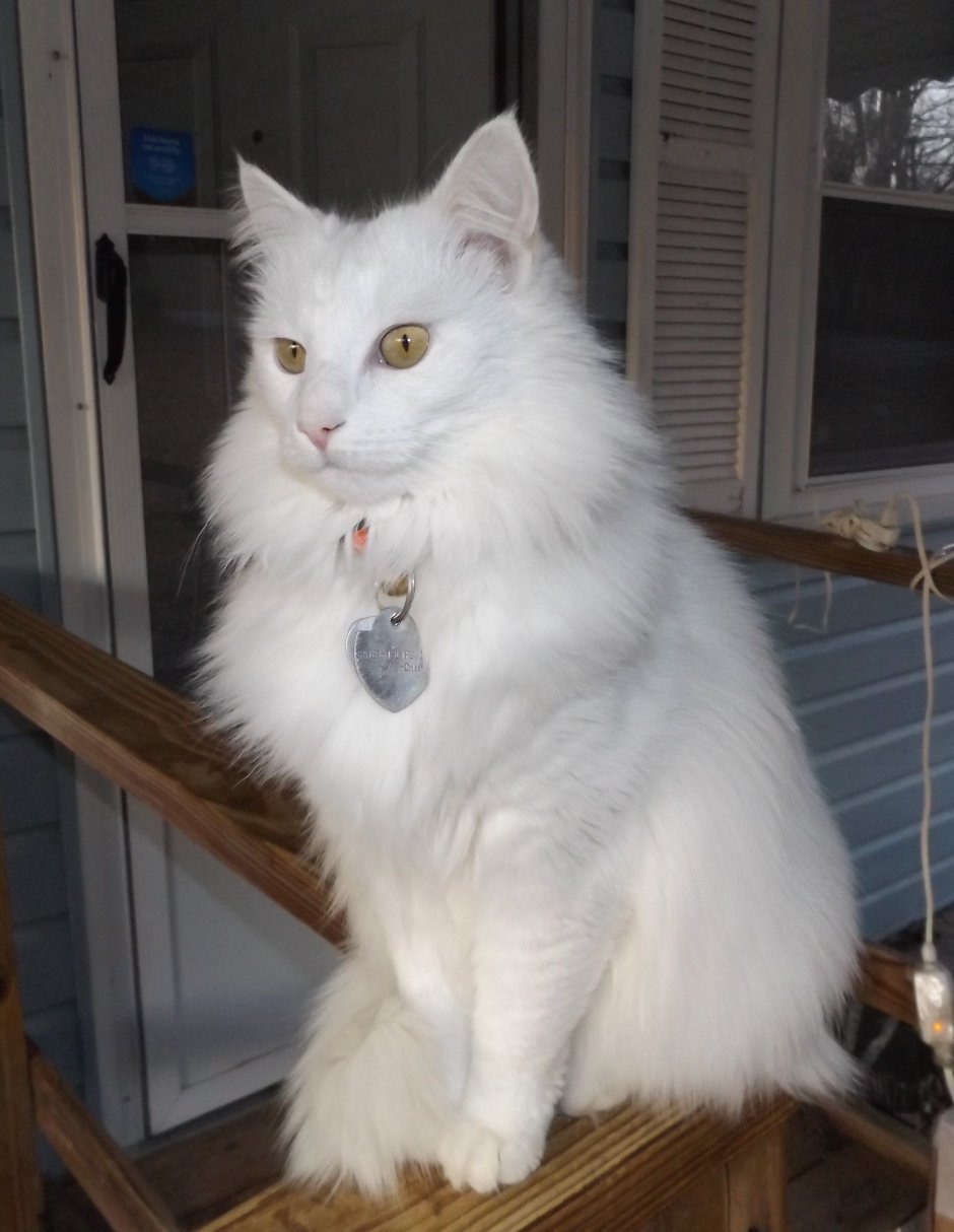 Сибирский ангорский кот