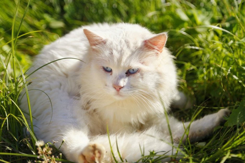 Сибирский кот белый