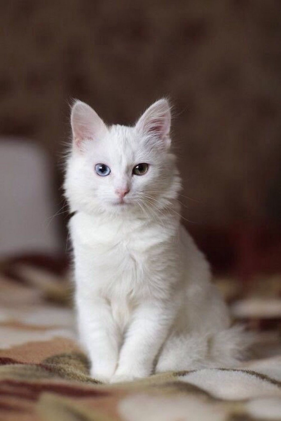Белая ангорская кошка