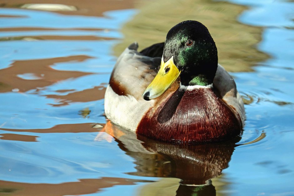 Кря́ква (Anas platyrhynchos)