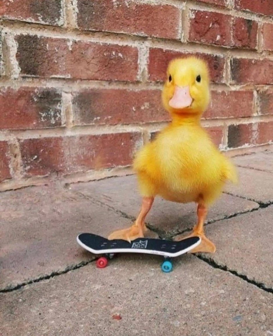 Смешные утята