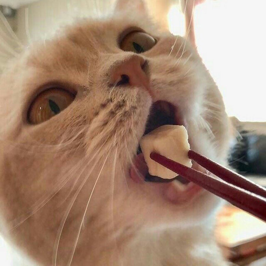 Кричащий кот Эстетика