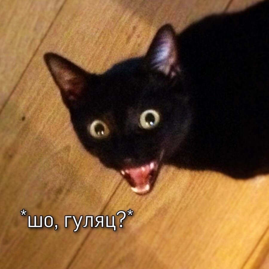 Упоротые черные коты