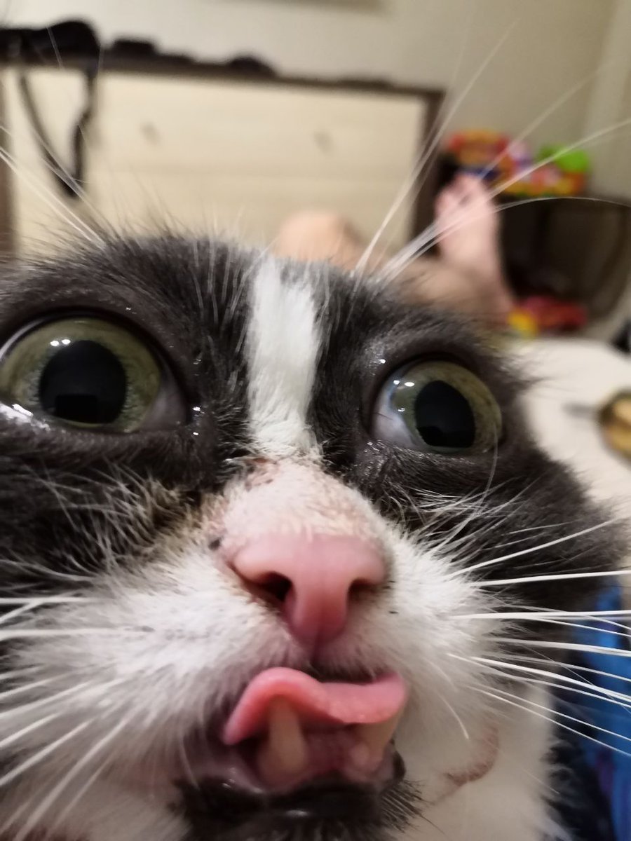 Укуренный кот