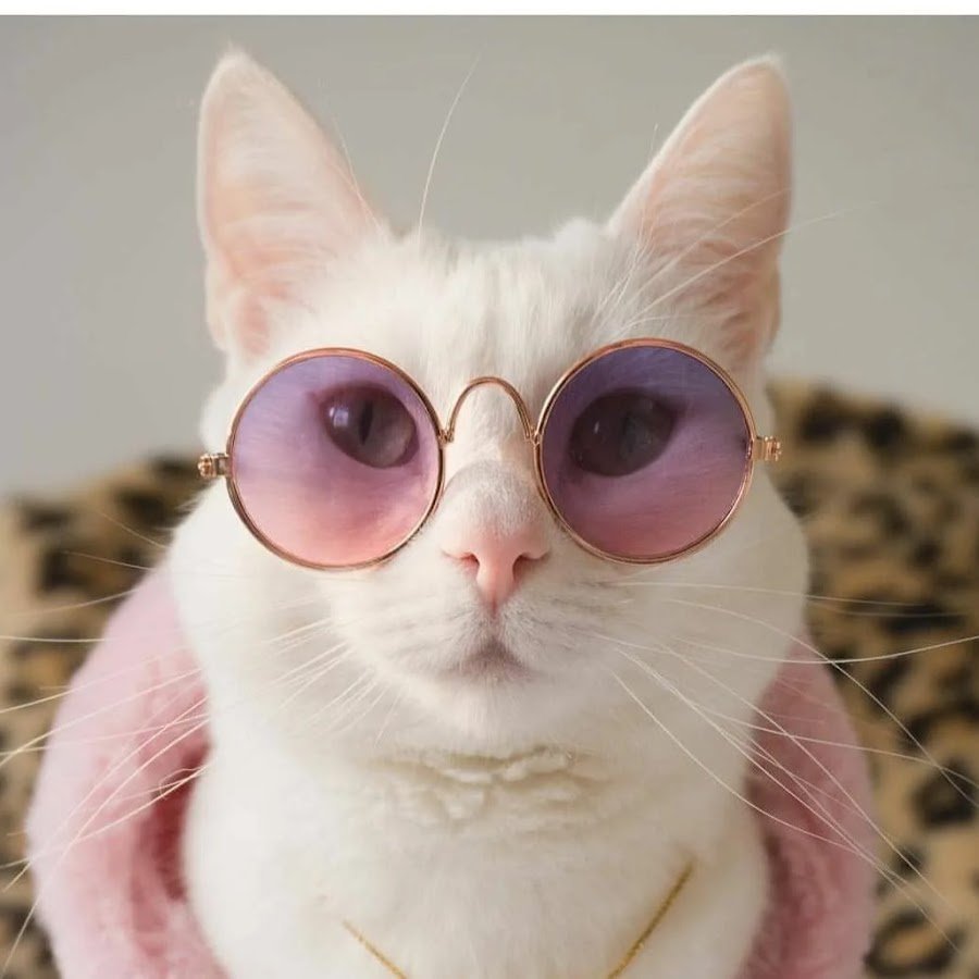 Котики смешные