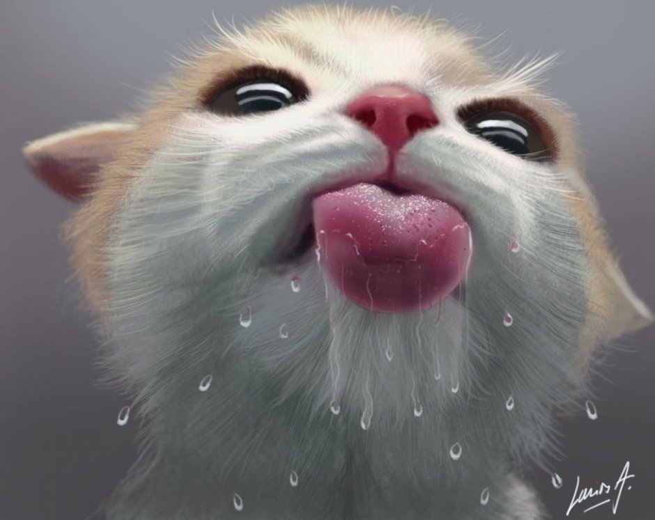 Котенок лижет экран