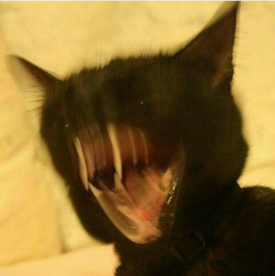 Смазанный черный кот