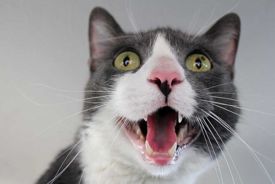 Смешные пикчи без надписей