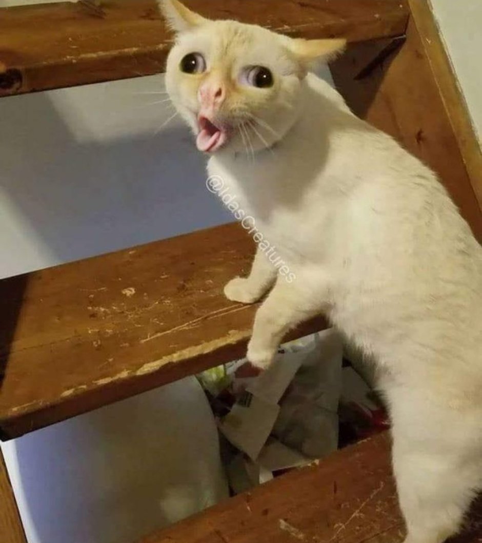Кричащий кот