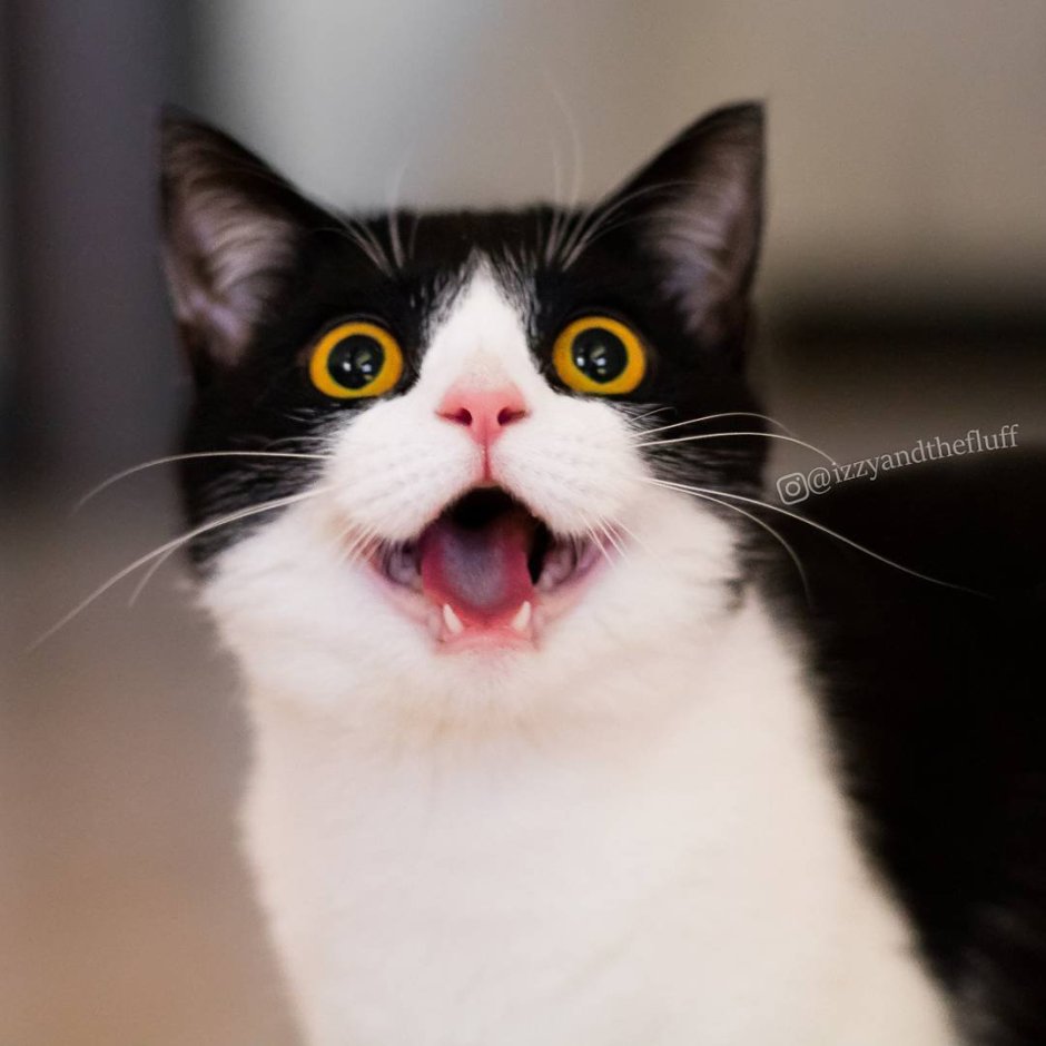 Кот с большим ртом