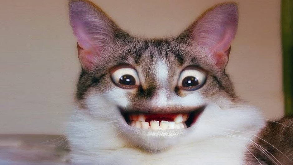 Черный кот с улыбкой