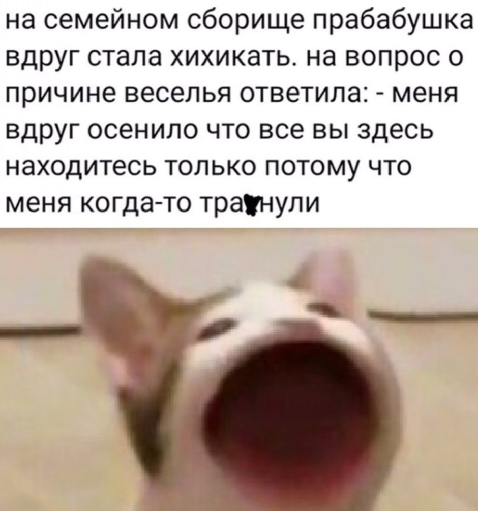 Кот открывает рот Мем
