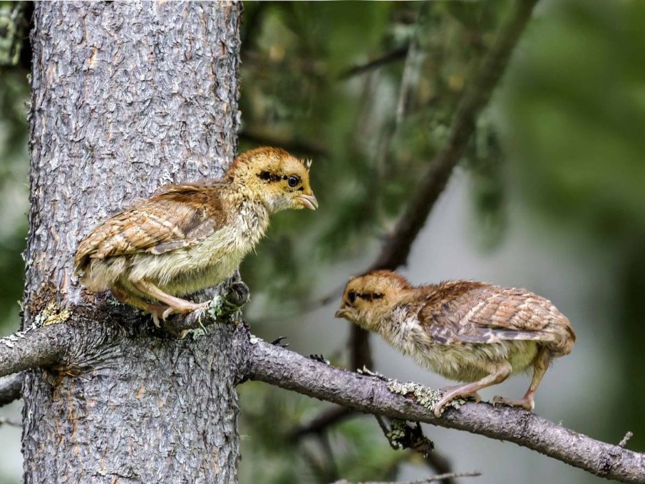 Рябчик самка с птенцами