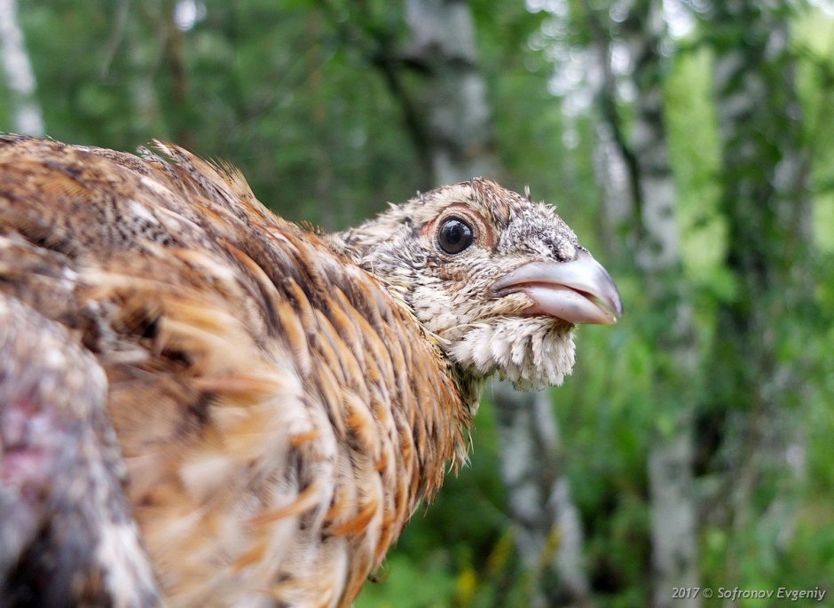 Глухарка с птенцами